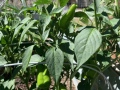 fresno_peppers