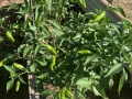 fresno_chiles